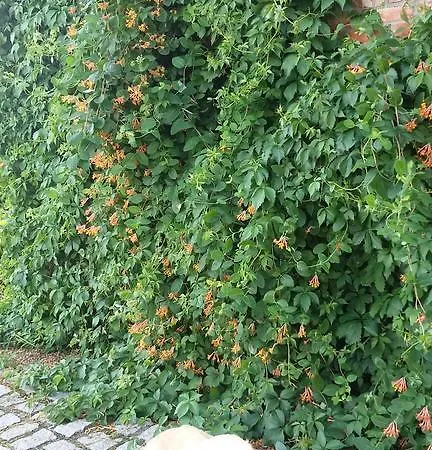 Siedlisko Nad Miedwiem 3*