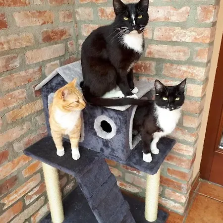 Siedlisko Nad Miedwiem Stargard Szczeciński